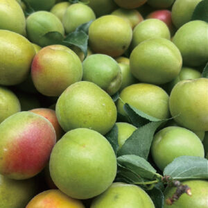 光沢のある緑がきれいな「鶯宿」