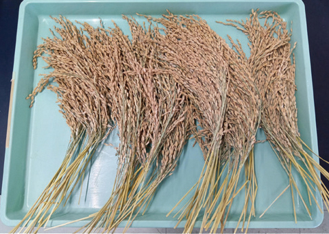 ジュース効果!?で多収できた「オオナリ」