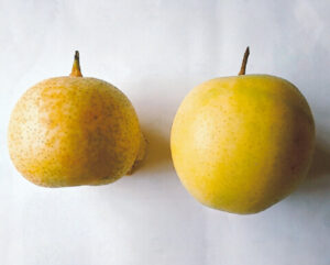 鳥取の人は「二十世紀」（左）を貴婦人の肌と表現するが、「富慈緑」（右）は天女の肌と言う人もいる