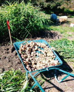 11月上旬、ヒツジ堆肥（2頭飼育）の効果も相まって、たっぷり収穫できた。筆者は元・滋賀県勤務、農業革新支援専門員として畜産を担当していた（現2025年1月号p236）