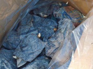 4月中旬頃に箱の中で芽を出し始めた種ショウガ