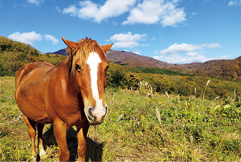 父馬のフリッパー（ハフリンガー種）。子馬や牛とともに、島のあちこちの耕作放棄地やスキー場（夏）などに放牧している
