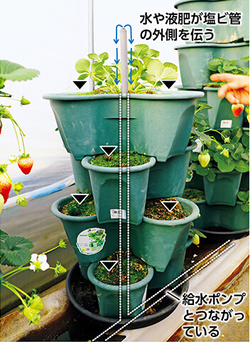 定植した面とは反対側から見たところ。ハーベリーポットの中央と下の皿を貫通するように塩ビ管を立て、先端から水が漏れ出て下に伝うことでかん水・追肥ができる（青矢印）。次作は▼の部分に定植する