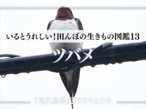 ツバメ