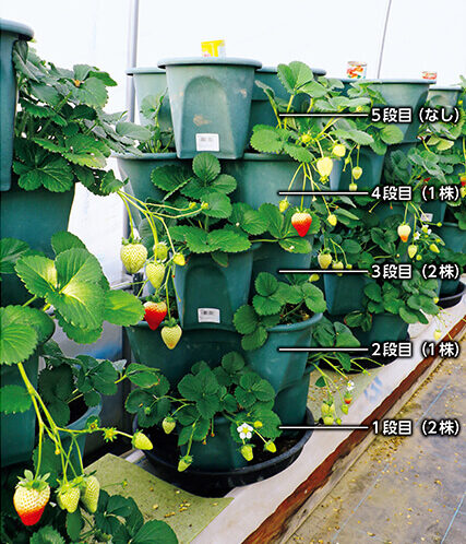 ハーベリーポット