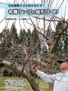 有機リンゴの樹形づくり