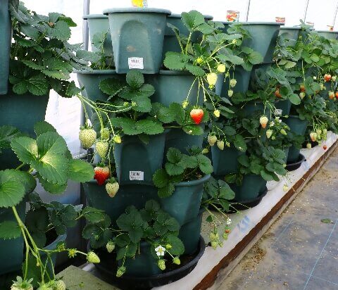 ハーベリーポット