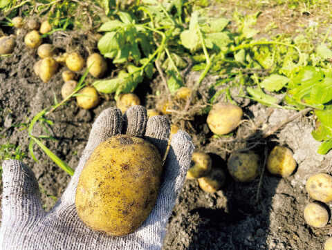 ネギ→ジャガイモで肌がきれいに