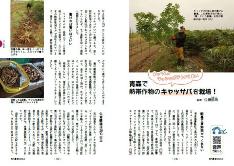 チップス、マッシュポテトがうまい　青森で熱帯作物のキャッサバを栽培！