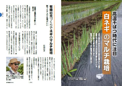 高温干ばつ時代に注目　白ネギのマルチ栽培　138