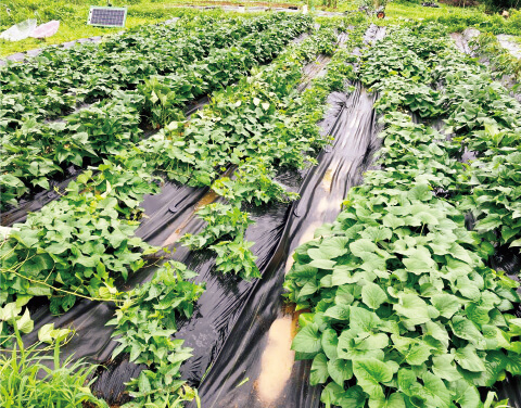 つる返し省略のため、ウネ間に防草シートを敷いたようす。張る手間がかかり、ウネ間に水が溜まってしまった