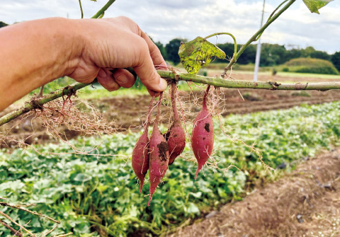 サツマイモづくり