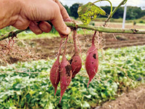 サツマイモづくり