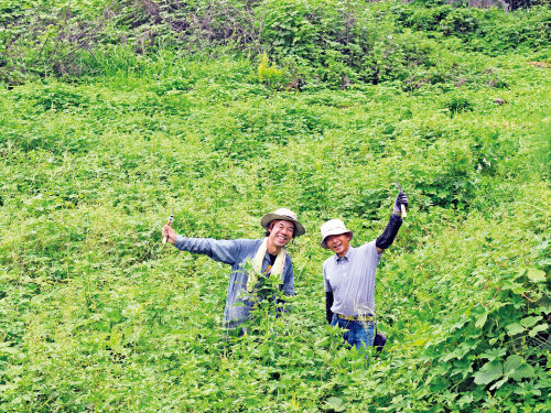 、読者の今村仁さん（右） が編集者K の畑に来てくれた。クズやカ ナムグラなどのつる草が生い茂っている