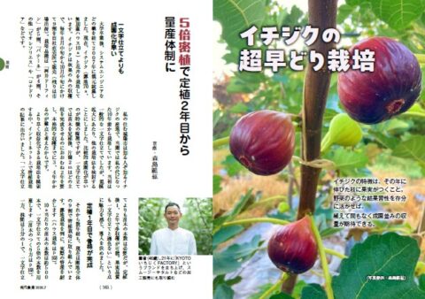 ５倍密植で定植２年目から 量産体制に