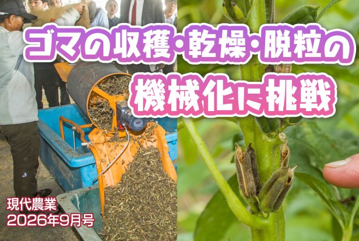 ゴマ