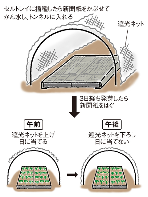 夏の育苗のやり方 播種したら3日ほど濡れ新聞紙をべたがけして乾燥を防ぐ。発芽したら午前は日に当て、暑くなる午後は遮光ネットを下ろし、苗を徒長させない