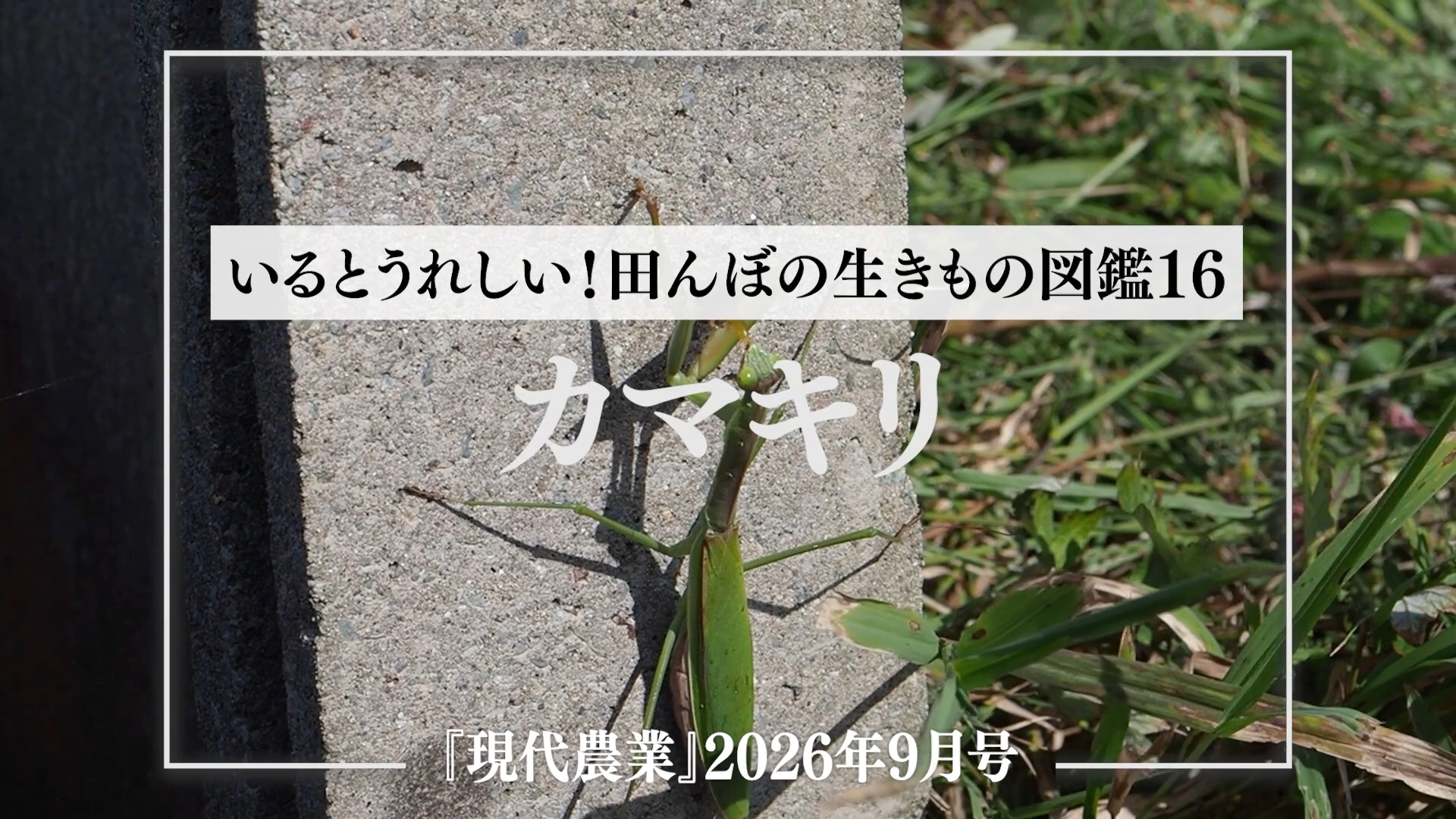 カマキリ