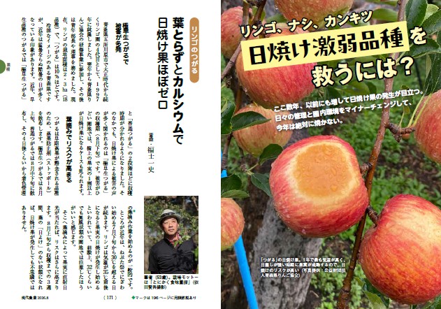 リンゴのつがる　葉とらずとカルシウムで日焼け果ほぼゼロ