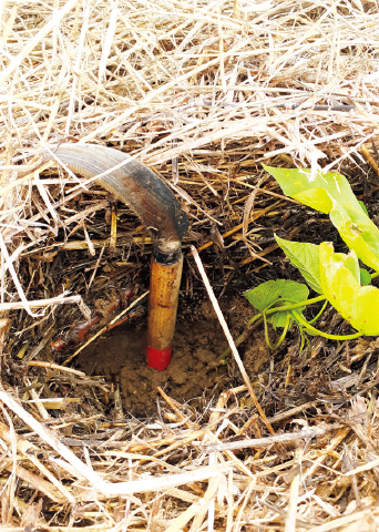 厚い刈り草マルチに鳥の巣のような穴をあけてサツマイモ苗を植え付け。草の厚さは鎌の柄ほど（15～20cm）