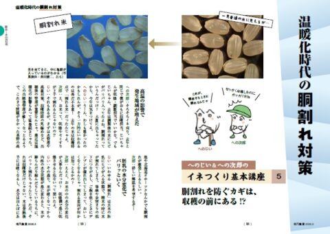 へのじいのイネ基本講座5　胴割れを防ぐカギは、収穫の前にある!?