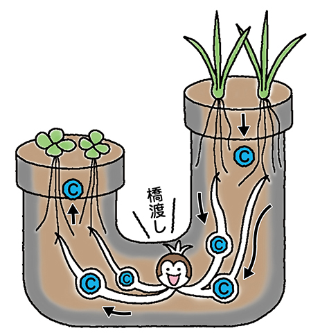 菌根菌と菌糸