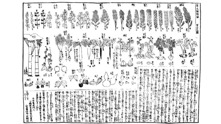 『草木撰種録』（1828年、宮負定雄著）　男女之圖