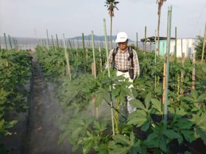 10L入り 7,260円（税・送料込） 20L入り 13,200円（税・送料込） 当主自ら、動噴霧器を担いで試験農場で葉面散布。