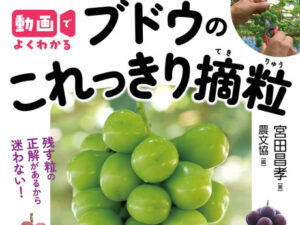 ブドウ