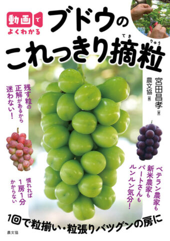 これっきり