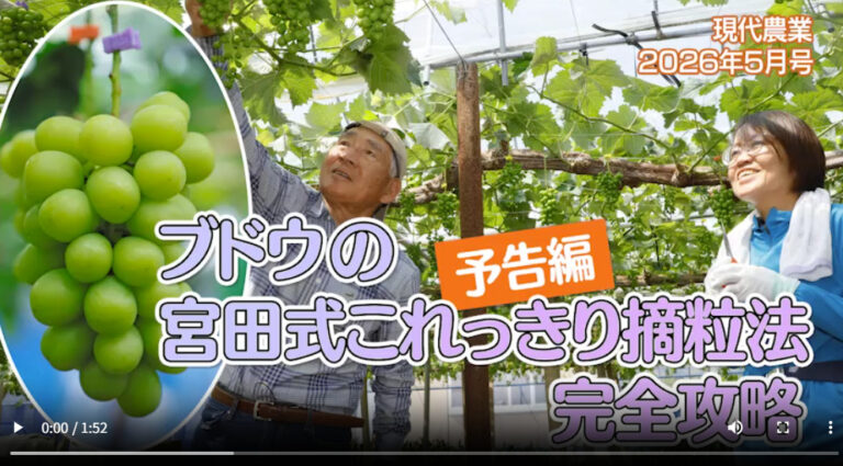 徳島県の宮田昌孝さんが考案した「これっきり摘粒法」は、1回の摘粒で粒揃い・粒張り・房形のいいブドウができる画期的なやり方。この技術を、宮田さんの解説動画付きでまとめた書籍を鋭意制作中です。2026年秋発売予定。（※この動画はその予告編です）
